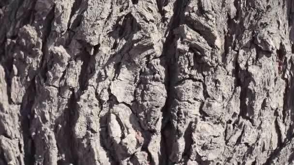Kabuk, ağaç kabuğu ve gövde tarafından verilen bir doku ile. Yaşlanmış ağaç kabuğu, zaman çatlakları ve bozulmasıyla - Video, Çekim