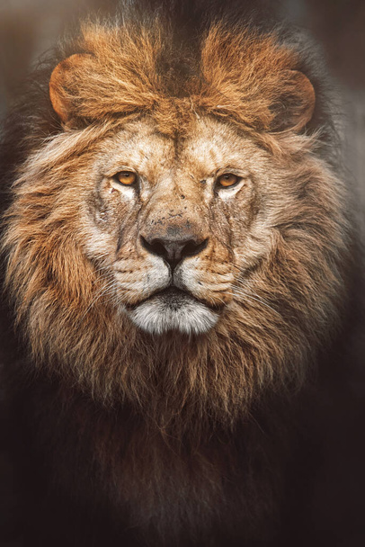 Lion (Panthera leo) The lion's detail portrait on the black background - Photo, Image