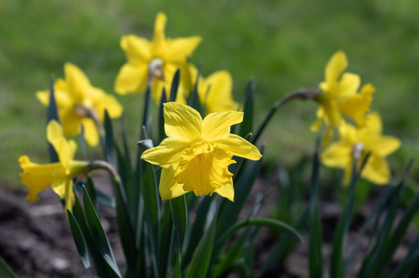 Na jaře na zahradě kvetou narcisy různých druhů. Kvetoucí narcisy. Kvetoucí narcisy na jaře. Jarní květiny. Mělká hloubka pole.  - Fotografie, Obrázek