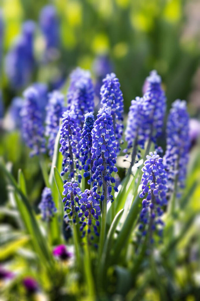 Tarjous sininen muscari kukkia kevätpuutarhassa. Sinisiä kukkia. Muscarin laiminlyönti. Viinirypäleiden hyasintti
. - Valokuva, kuva