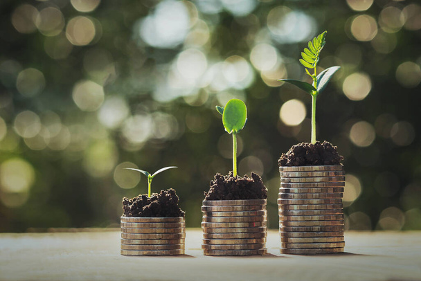 coins stack with step growing plant and sunshine background. concept saving money  - Фото, зображення