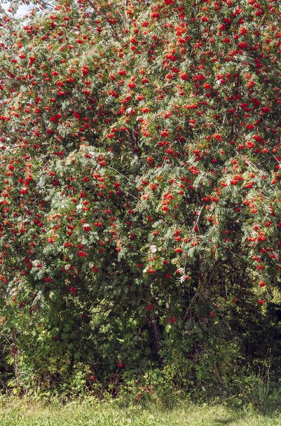 Erittäin rehevä rowans tai vuoren tuhkaa puu paljon punaisia marjoja ulkona syksyllä Pohjois-Euroopassa
. - Valokuva, kuva