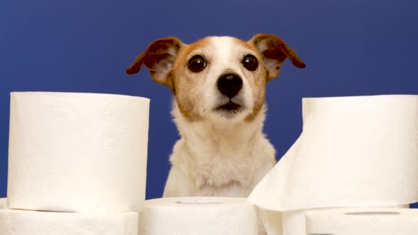 Cute dog sitting with rolls of toilet paper - Footage, Video
