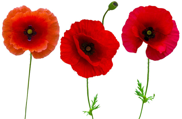 poppies flowers collection isolated on white background - Fotoğraf, Görsel