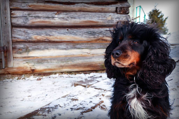 茶色い鼻の黒いシャギー犬が木造の家の裏に雪の中に座っている。 - 写真・画像