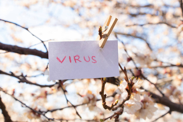 virus woord in het Engels geschreven in het rood op een wit blad weegt op een abrikoos in het voorjaar in Oekraïne tijdens de pandemie - Foto, afbeelding