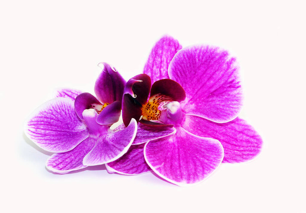 flores roxas da orquídea em um fundo branco. - Foto, Imagem