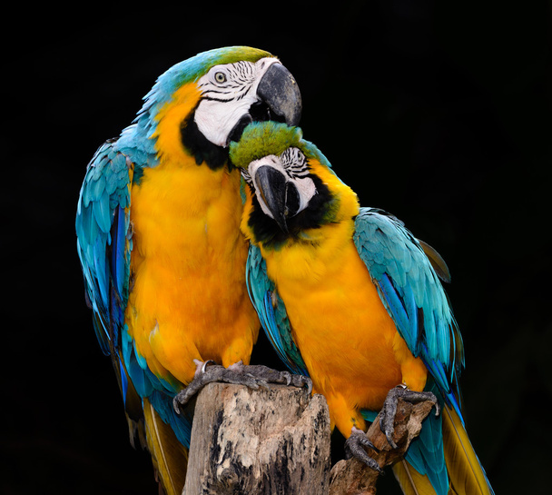 Parrot macaw - Photo, image
