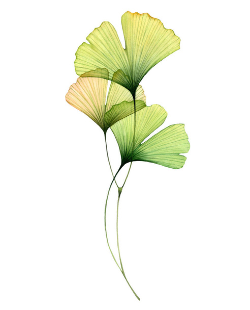 Vodní ginkgo větev. Průhledné zelené listy izolované na bílém. Ručně malované umělecké dílo s maidenhair stromem. Realistická a botanická ilustrace pro svatební design - Fotografie, Obrázek