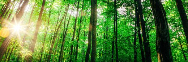 spring forest trees. nature green wood sunlight backgrounds. - Foto, afbeelding
