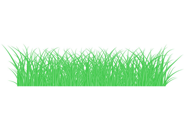 набір зеленої трави, який поздовжній для використання як елемент дизайну, ізольований від прозорого фону. Векторні ілюстрації
 - Вектор, зображення