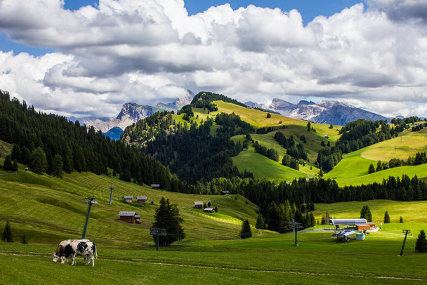 Αγελάδες βόσκουν στο Alpe di Suisi, Ιταλία - Φωτογραφία, εικόνα