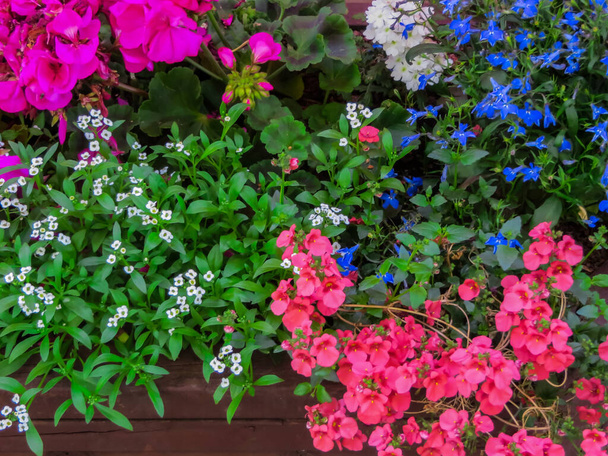 Pięknie zdobiona granica różnych kolorowych kwiatów ogrodowych - Zdjęcie, obraz