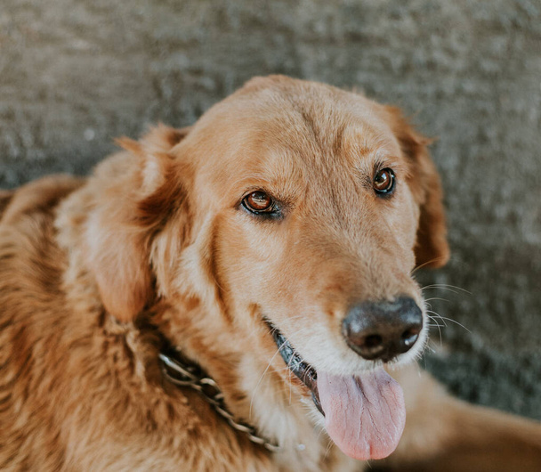 golden retriever hond rust thuis - Foto, afbeelding