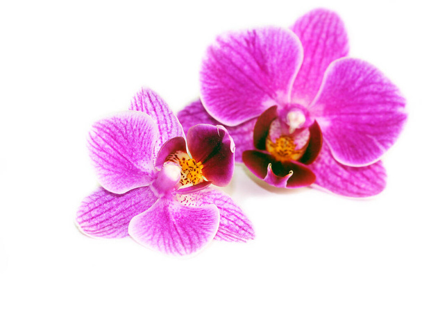 flores roxas da orquídea em um fundo branco. - Foto, Imagem