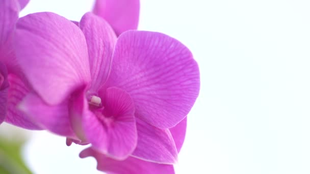 Primer plano de vídeo de orquídeas moviéndose en el viento
 - Metraje, vídeo