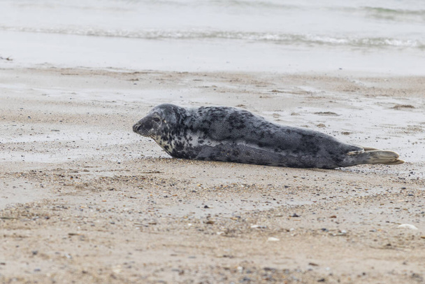 Серый тюлень, лежащий на песчаном пляже в море на острове Дюна в Германии
 - Фото, изображение