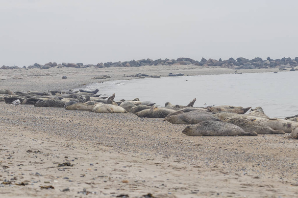 Плямка морських тюленів лежить на березі моря на острові Дюна (Німеччина). - Фото, зображення
