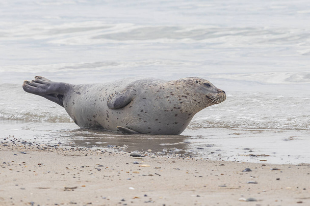 Гострий сірий тюлень гавані на березі моря на острові Дюна (Німеччина). - Фото, зображення