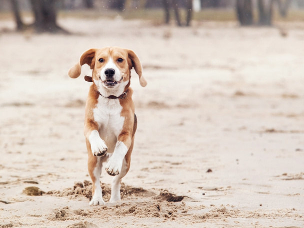 Happy running dog portrait - Foto, immagini