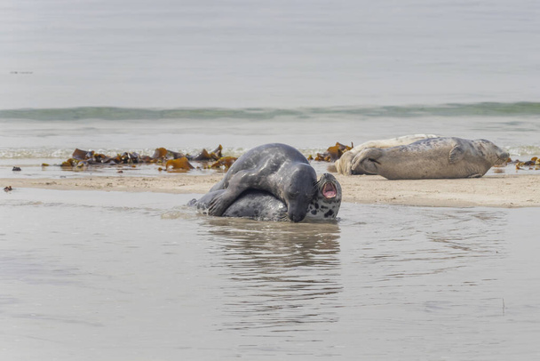 Liman fokları Almanya 'nın Dune adasında, denizin sahilinde yatıyordu. - Fotoğraf, Görsel