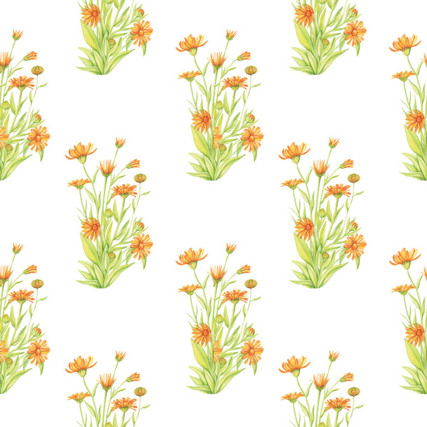 calendula pattern marigold white background watercolor, isolate object - Photo, Image
