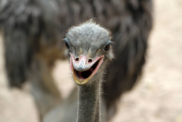 primer plano foco cabeza avestruz en verano naturaleza jardín en tailandia
 - Foto, imagen