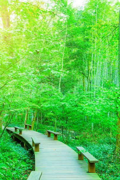 bamboo forest in China - Photo, image