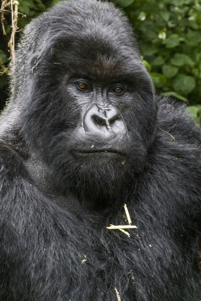 gorilla2 - Φωτογραφία, εικόνα