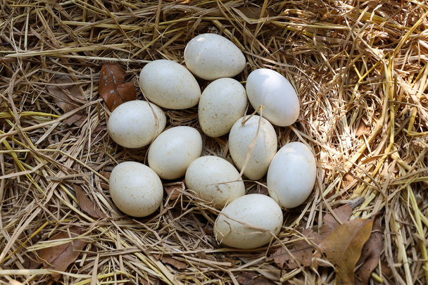 Grupo de huevos de pavo blanco en el nido de heno en el jardín en Tailandia
 - Foto, Imagen