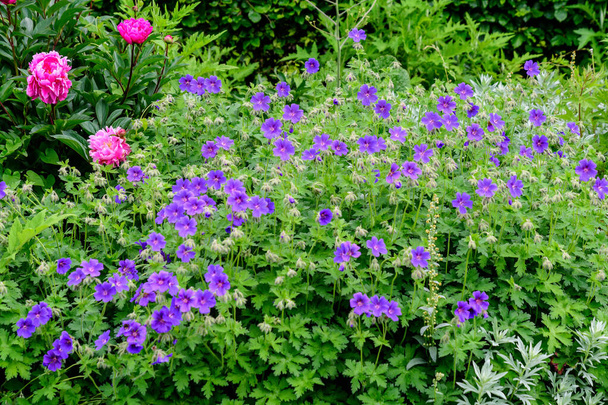 "Viele zarte hellblaue Blüten der Wildpflanze Geranium pratense, allgemein bekannt als Wiesenkranich-Schnabel oder Wiesengeranie, in einem Garten an einem sonnigen Sommertag, schöner floraler Hintergrund im Freien" - Foto, Bild