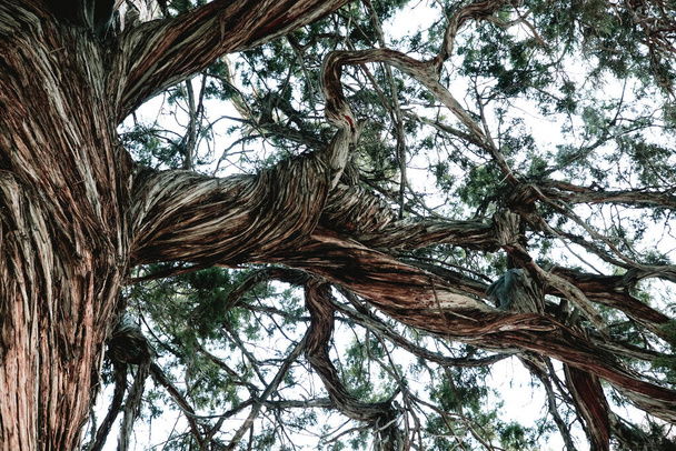 vanha puu lähikuva ja puun rakenne
 - Valokuva, kuva