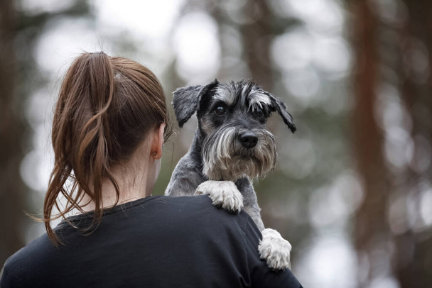 Girl with dog. schnauzer on his hands - 写真・画像