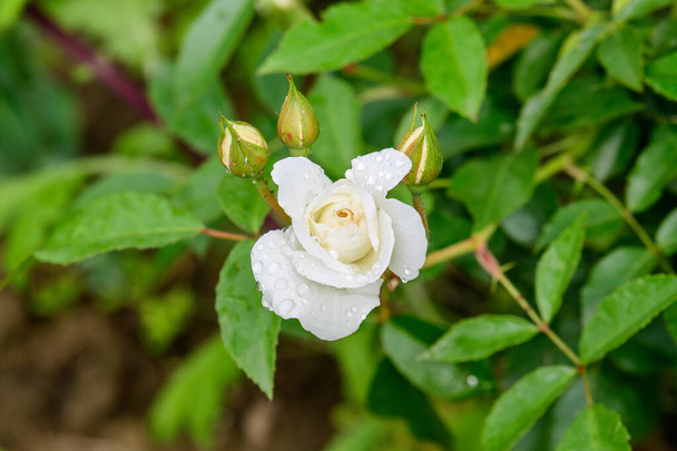 Крупним планом одна велика і тонка біла троянда в повному розквіті в літньому саду, під прямим сонячним світлом, з розмитим зеленим листям на задньому плані
 - Фото, зображення