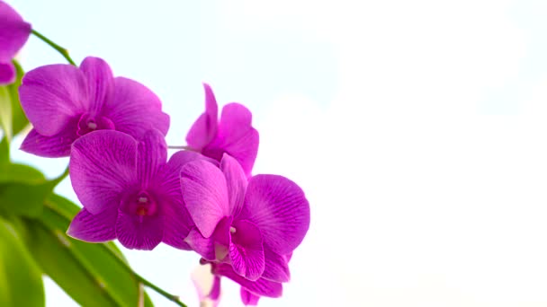 chiudere orchidea in natura e sfondo blu - Filmati, video
