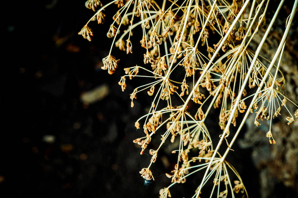 Dry dill seeds on a branch - Фото, изображение