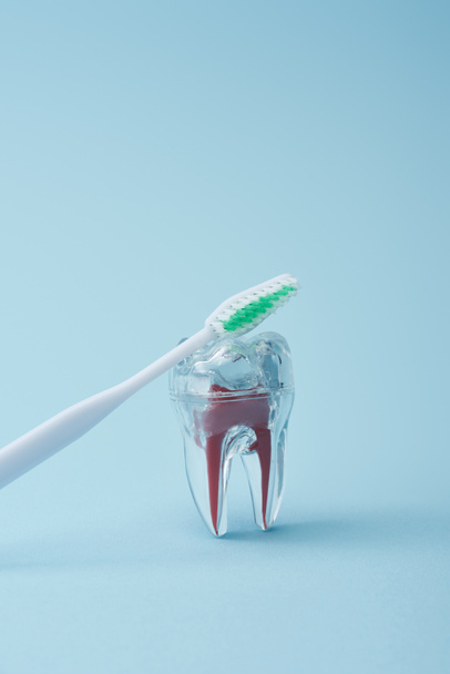 Cepillo de dientes blanco con cerdas verdes y diente plástico transparente artificial sobre fondo azul
 - Foto, Imagen