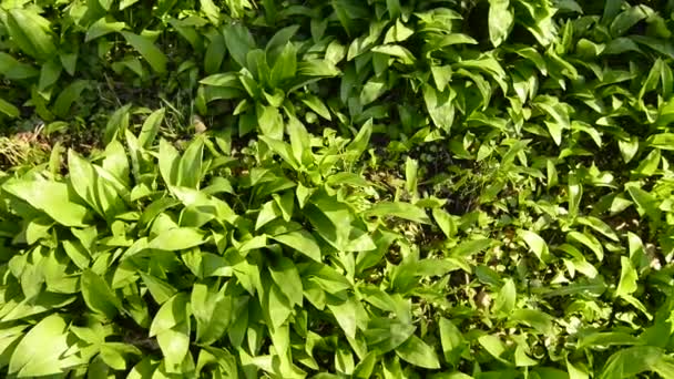 дикий чеснок весной, овощная и лекарственная трава в немецком лесу с отслеживанием
 - Кадры, видео