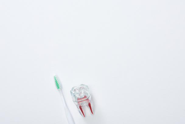 Top view of white toothbrush with green bristles and artificial plastic tooth on grey background - Fotografie, Obrázek
