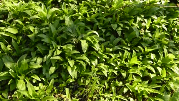 vadon termő fokhagyma tavasszal, növényi és gyógynövény egy német erdőben, nyomkövetővel - Felvétel, videó