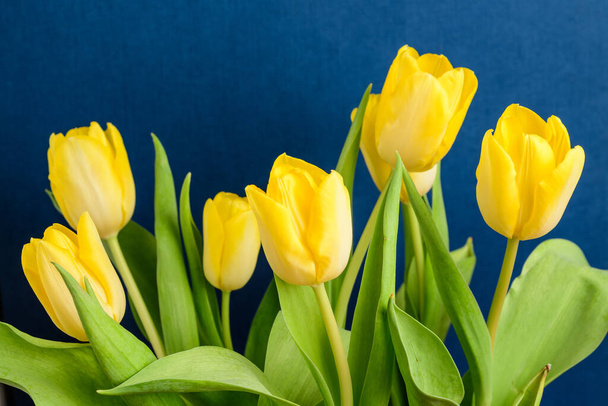 Vue latérale de nombreuses petites fleurs de tulipe jaune vif et feuilles vertes sur un papier studio bleu foncé, beau fond floral intérieur photographié avec un petit focus
 - Photo, image
