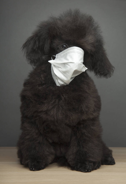 image of dog mask dark background  - Photo, image