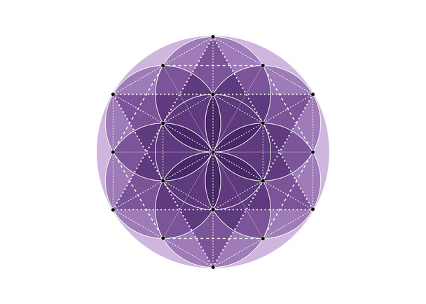 Semena života symbol posvátné geometrie. Geometrická mystická mandala alchymie esoterické barevné Květ života ve stínu fialové barvy. Božský meditační amulet, vektor izolovaný na bílém pozadí - Vektor, obrázek