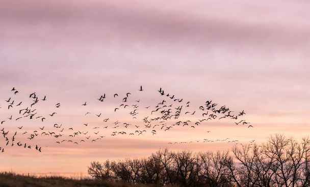 зграя гусей Канади у польоті на заході сонця
 - Фото, зображення