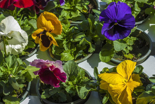 Varias flores multicolores de maricones en macetas primer plano en un día soleado brillante
 - Foto, Imagen