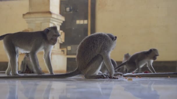 Makákó családi majmok táplálkozás egy templomban - Felvétel, videó