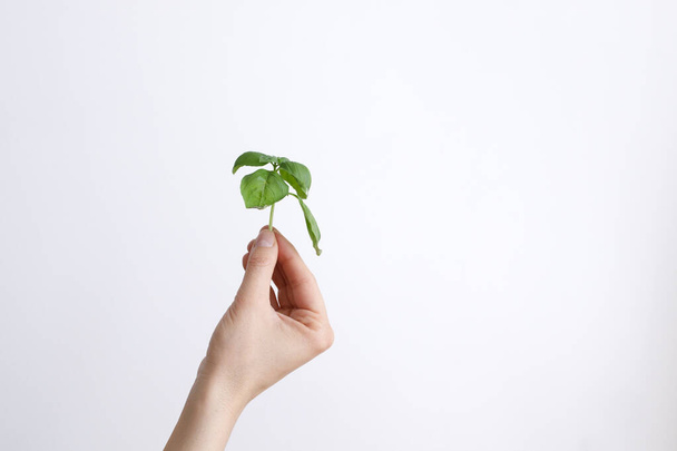 Female hand with a basil branch on a white background in daylight - Foto, Imagen