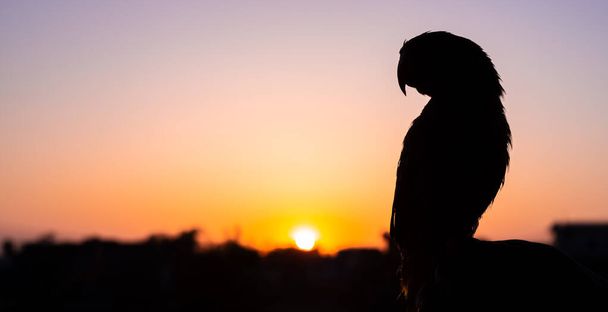夕焼けとフレアの沈む太陽に対してシルエットのオウムの鳥。選択的焦点 - 写真・画像