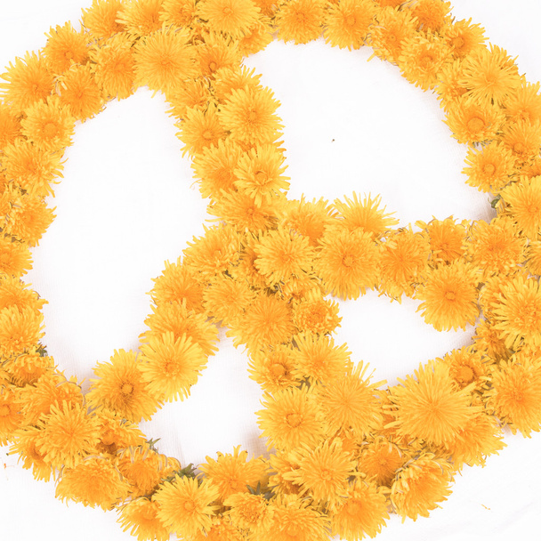 Paz, Símbolos florales
 - Foto, imagen