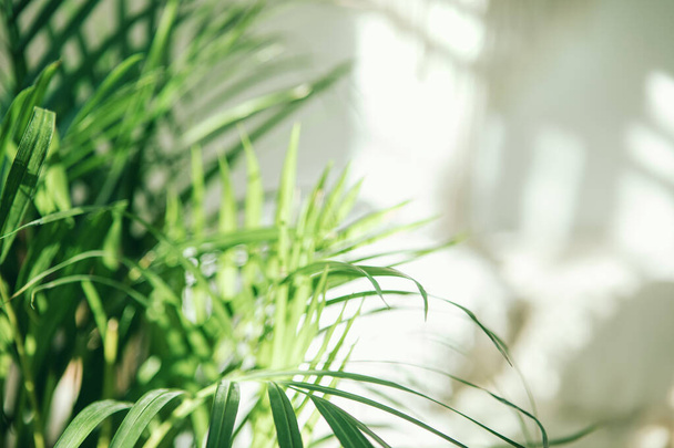 Lähikuva vihreä tuore trooppinen huonekasvien palmunlehtiä hämärtynyt valo ja varjoseinä tausta. Kaupunkien viidakko sisustus käsite
.  - Valokuva, kuva